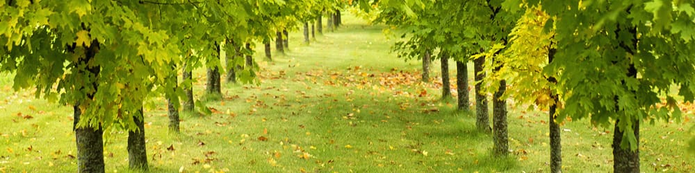 Sandoval Tree Service