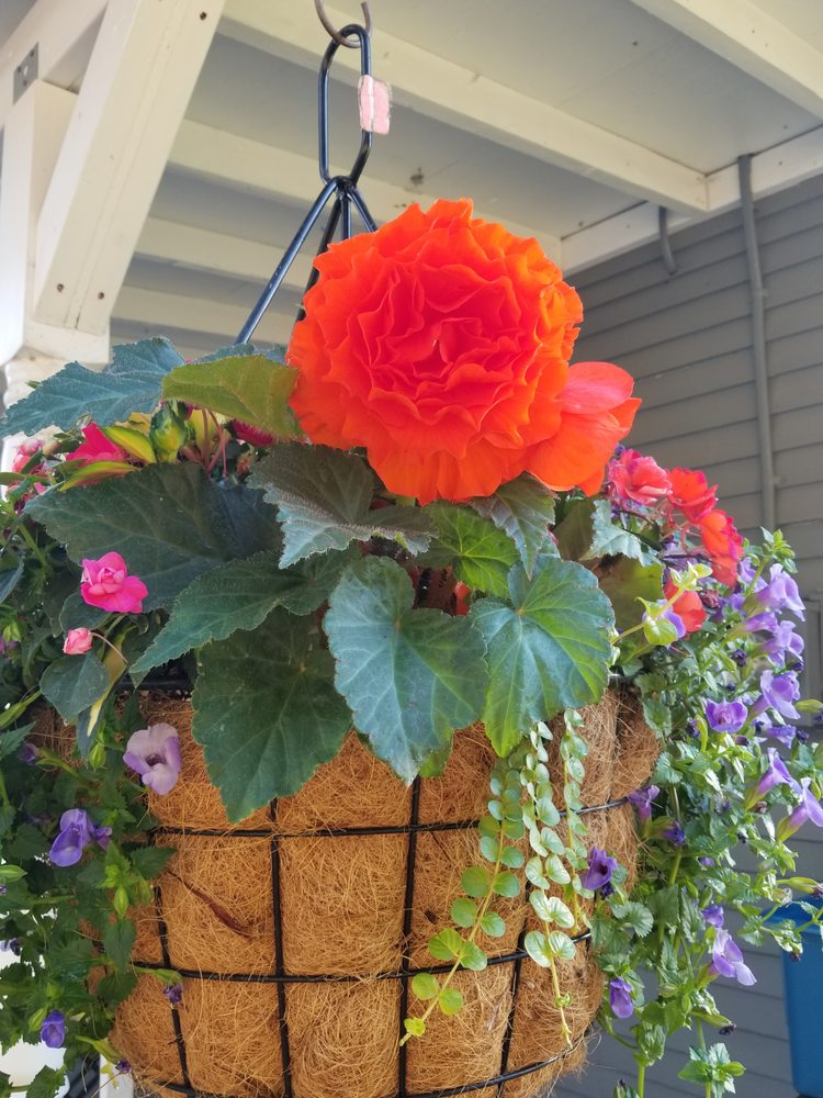 Secret Garden & Greenhouse