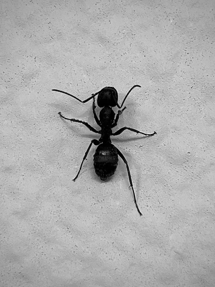 Compass Pest Control