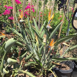 Gardena Nursery Landscape Maintenance Nurseries Gardening Photo Of Gardena Nursery Landscape Maintenance Ca United States