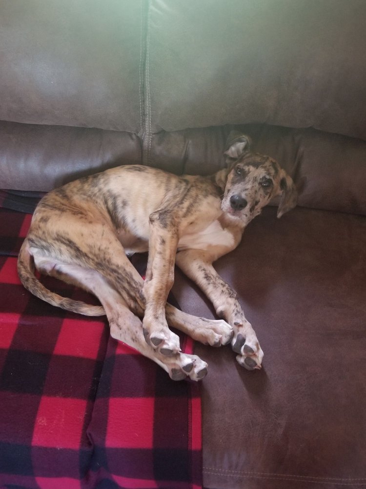 tiny great dane mastiff mix newest family member yelp