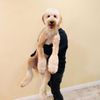 Bubble Dog Pet Grooming gift card