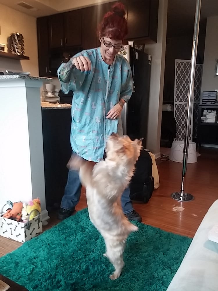 Jj S Cat And Dog Home Grooming Jj S Cat And Dog Home Grooming