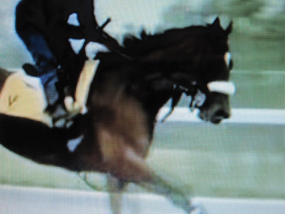 horse classifieds Image
