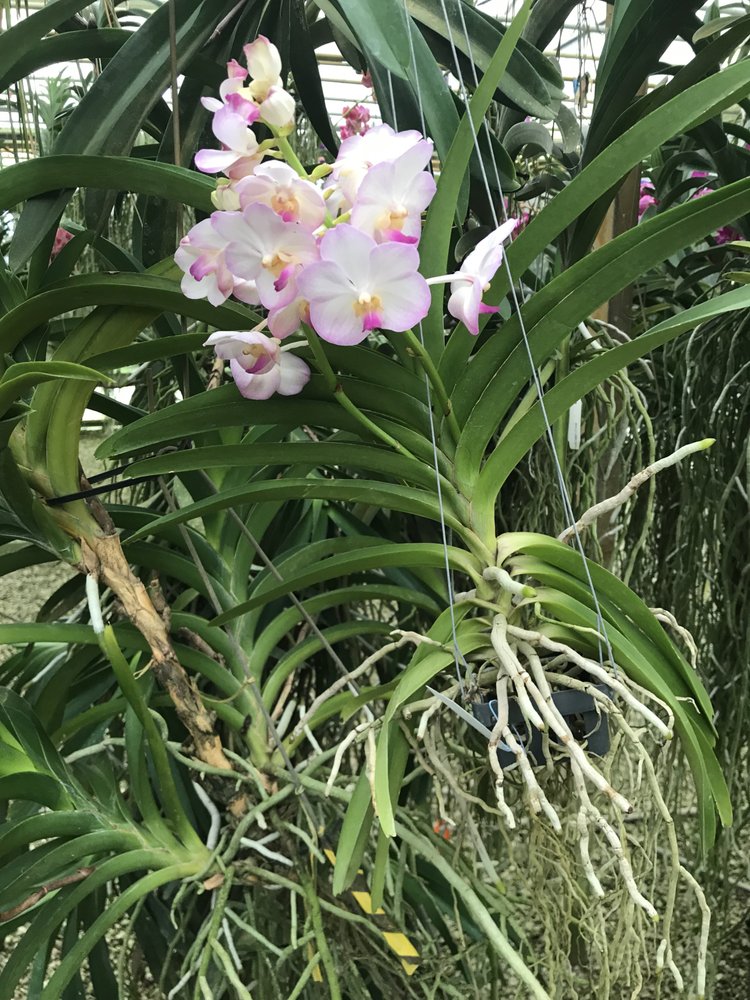 Goodwin Orchids Nurseries & Gardening 2902 South St, Leesburg, FL