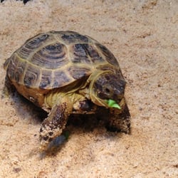 Reptiles By Mack - CLOSED - Pet Breeders - 37 S Detroit St, Xenia, OH