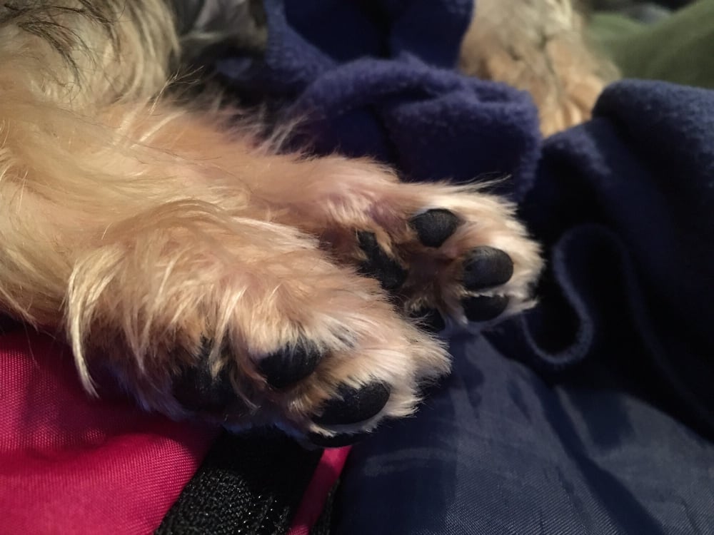 PetMan Grooming 37 Photos & 13 Reviews Pet Groomers 20 Plantation