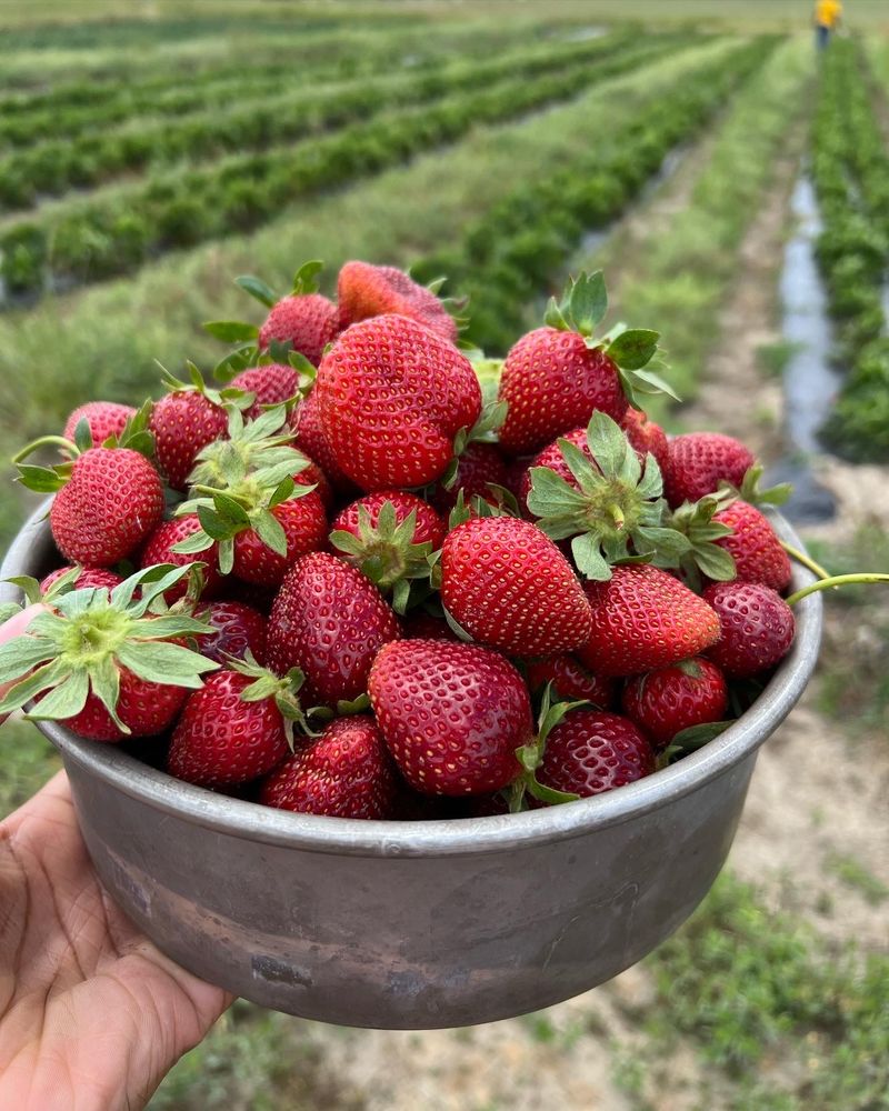 Foot Prints In The Garden