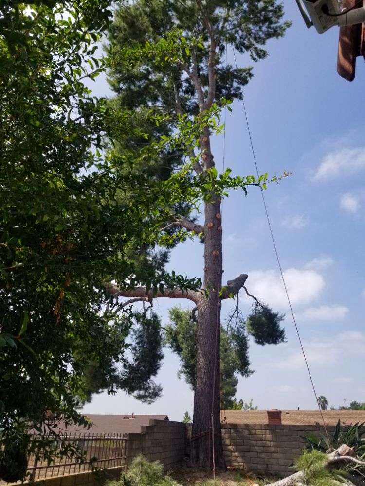 Gabriel Lopez Tree Service
