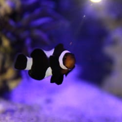 manhattan aquariums 109 photos