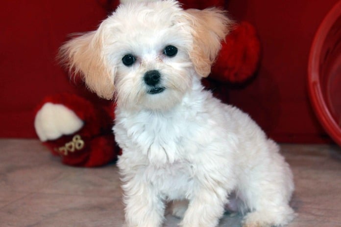 parkers precious puppies s precious puppies pet breeders 5550 b and j hosiery mill st hickory nc parkers precious puppies s precious puppies pet breeders 5550 b and j hosiery mill st hickory nc
