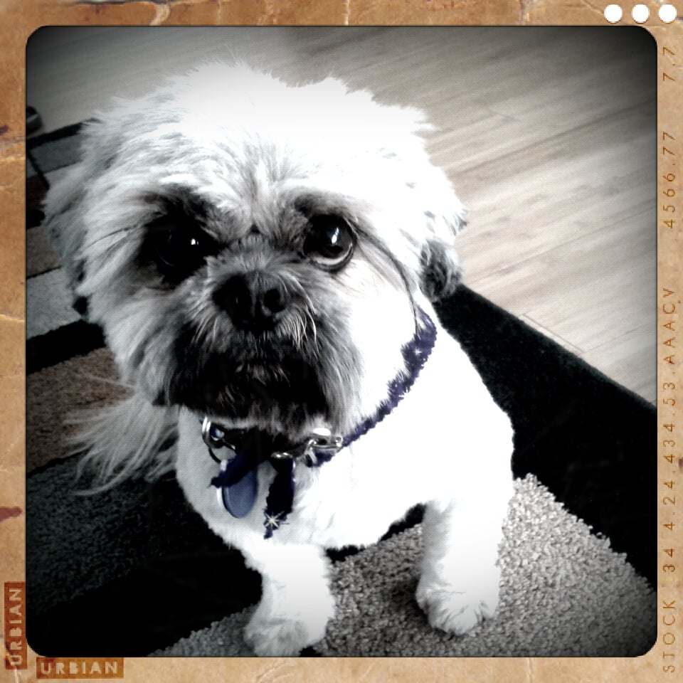 bubbles grooming marley s fresh look after a visit to barks and bubbles yelp bubbles grooming marley s fresh look after a visit to barks and bubbles yelp