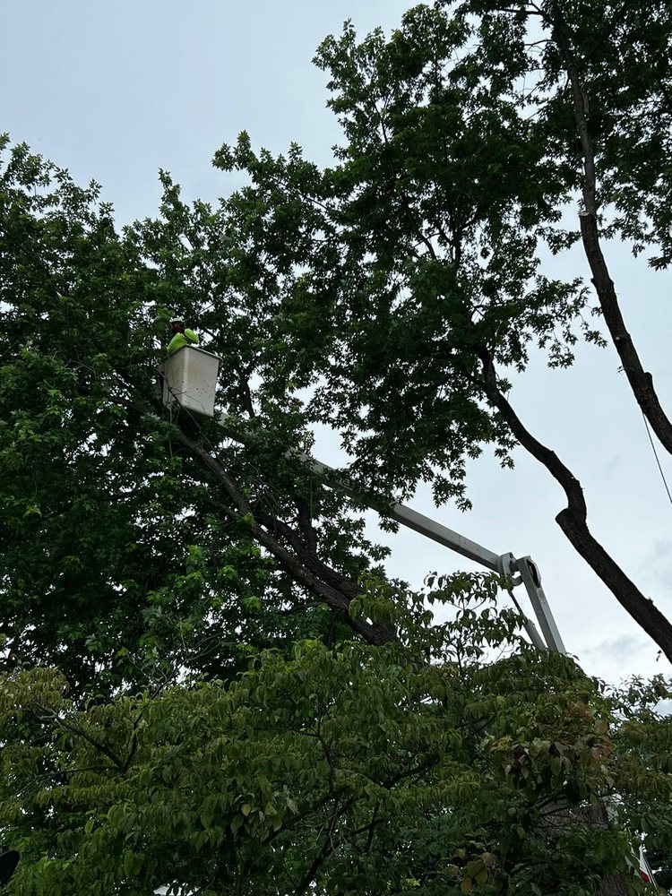 Four Brothers Tree