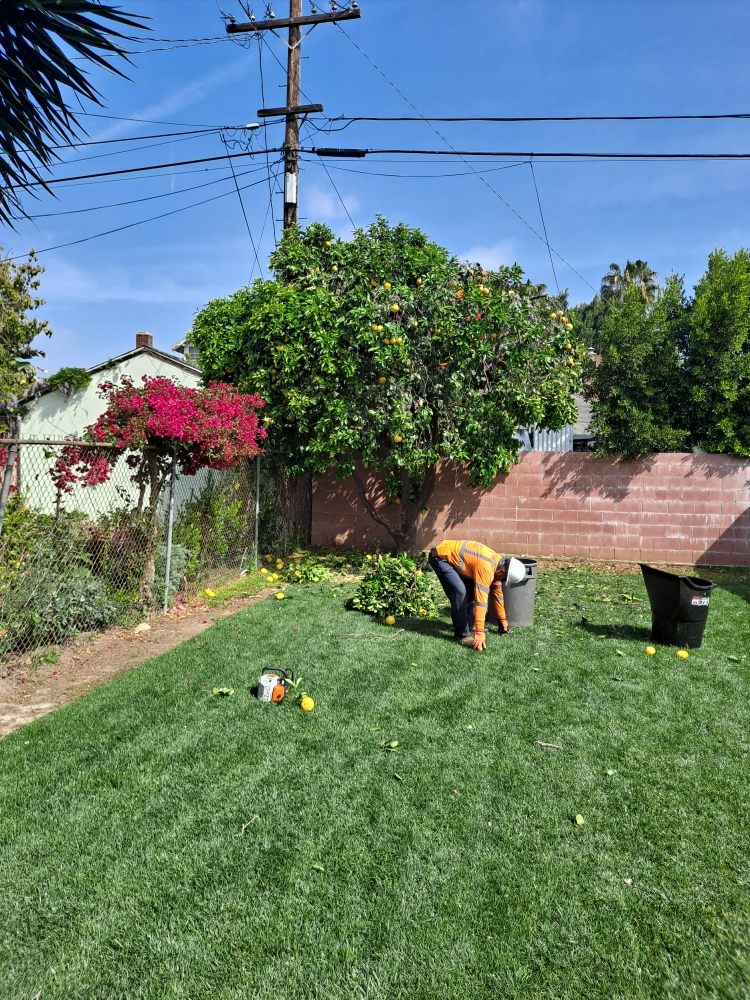 Trujillo Tree Service