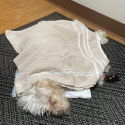 All Creatures Great & Small Veterinary Hospital photo