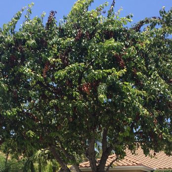Green View Landscape Tree Service 339 Photos 143 Reviews Photo Of Green View Landscape Tree Service Escondido Ca United States