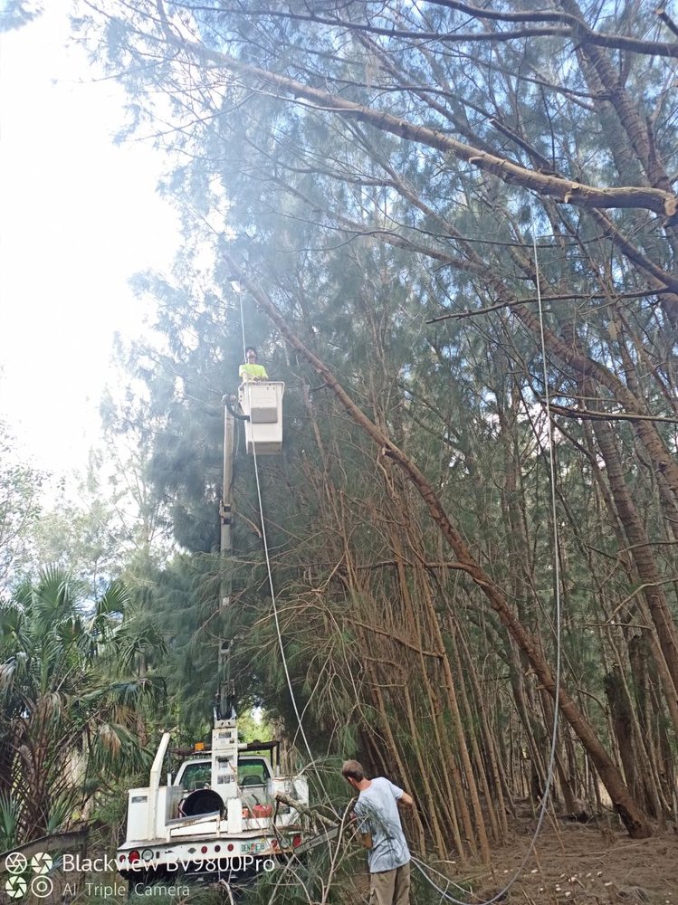 Colton's Tree Service