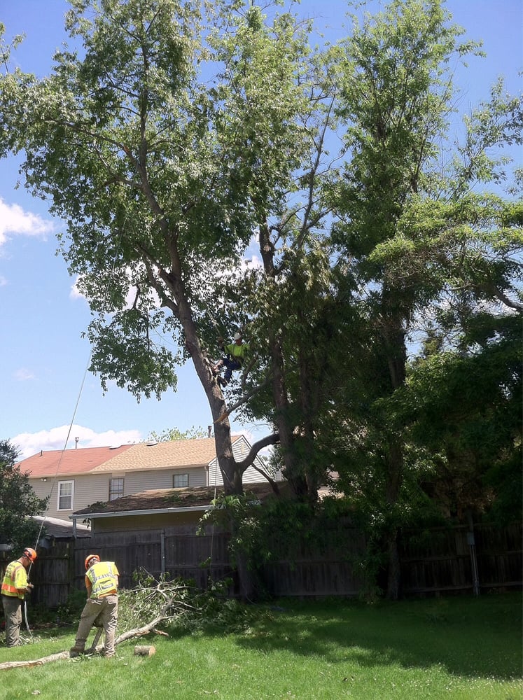 American Pride Tree Service
