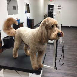 Sandy’s Dog Grooming Salon - 31 Photos - Pet Groomers - 23509 Nine Mack Dr, Downtown Saint Clair