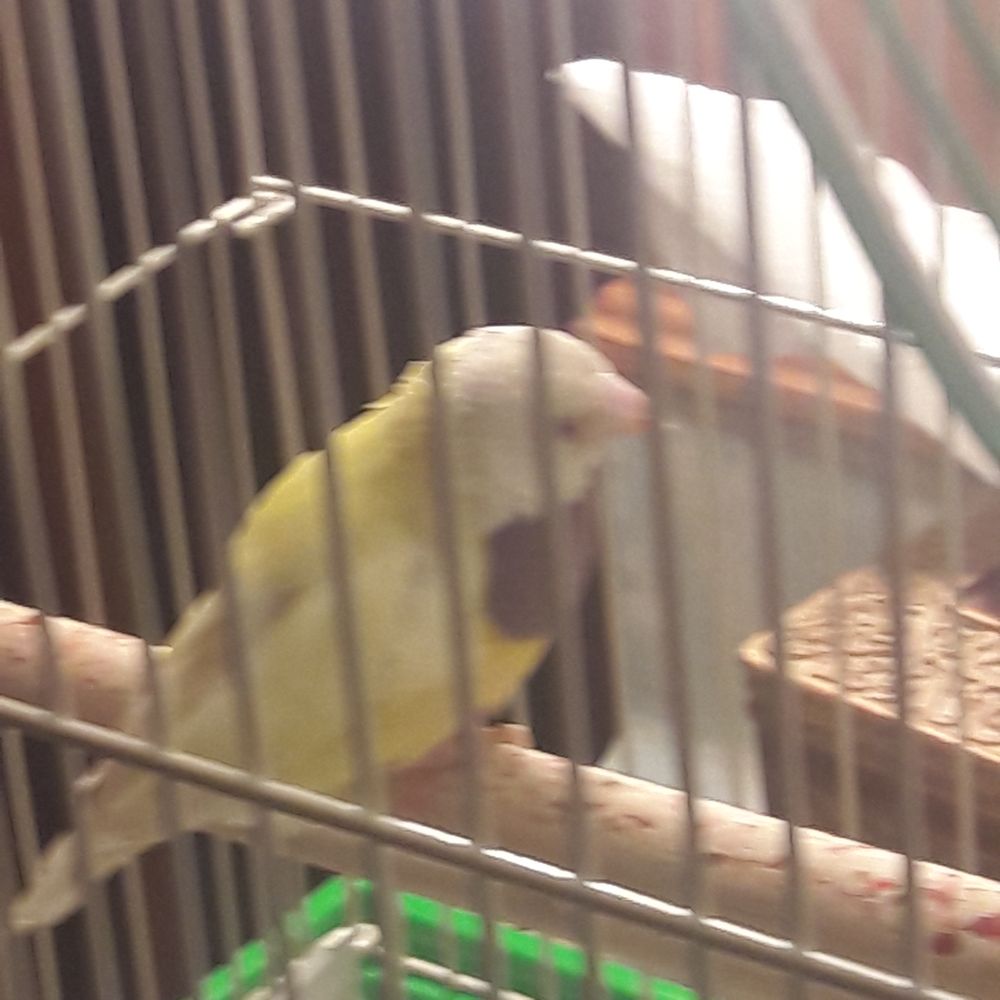 The Finch Farm 10 Photos & 10 Reviews Bird Shops Vancouver, WA