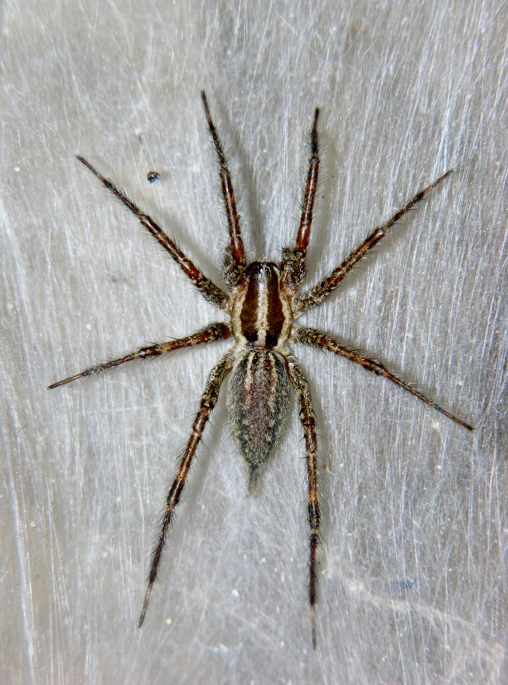 All-Pro Pest Control