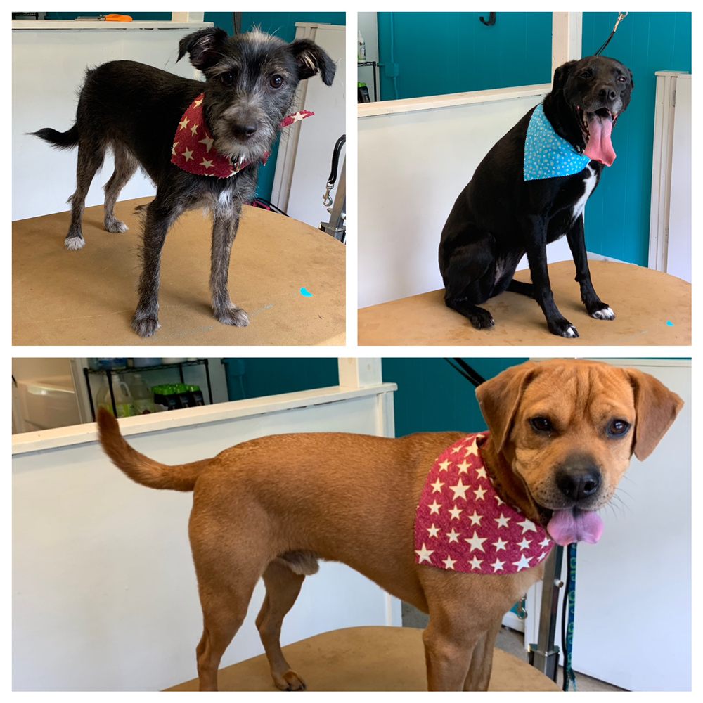 paws & relax pet spa