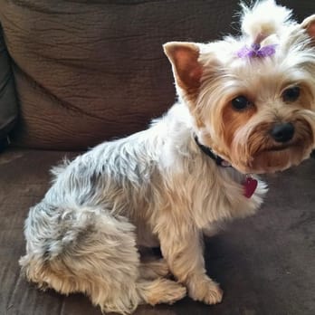 how do i groom my yorkie kent grooming 13 photos 20 reviews pet groomers 11733 se kent kangley rd kent how do i groom my yorkie kent grooming 13 photos 20 reviews pet groomers 11733 se kent kangley rd kent