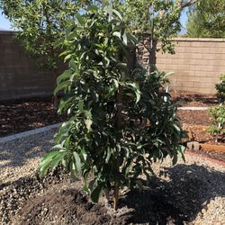 Atkins Nursery 19 Photos 13 Reviews Nurseries Gardening Photo Of Atkins Nursery Fallbrook Ca United States