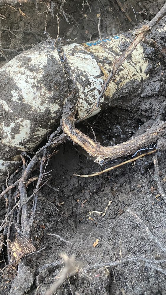 image of business Drain Flo Plumbing