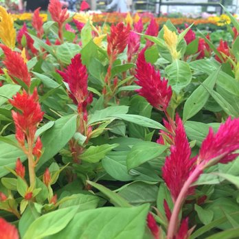 Hicks Nurseries 490 Photos 101 Reviews Gardening Photo Of Hicks Nurseries Westbury Ny United States Beautiful Celosias