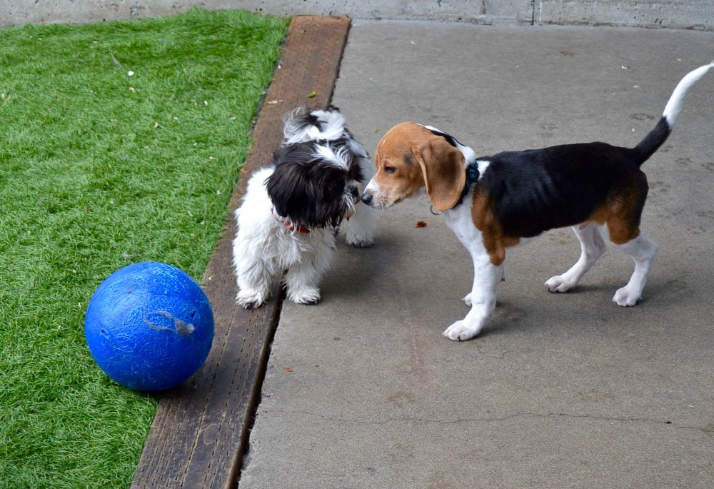 Positive Approach Dog Training Daycare Tacoma Wa Positive Approach Dog Training Daycare Tacoma Wa