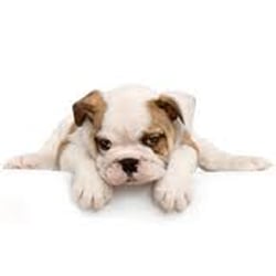 grooming wi tt grooming toletta per animali 520 s orchard st greenbush wi stati grooming wi tt grooming toletta per animali 520 s orchard st greenbush wi stati