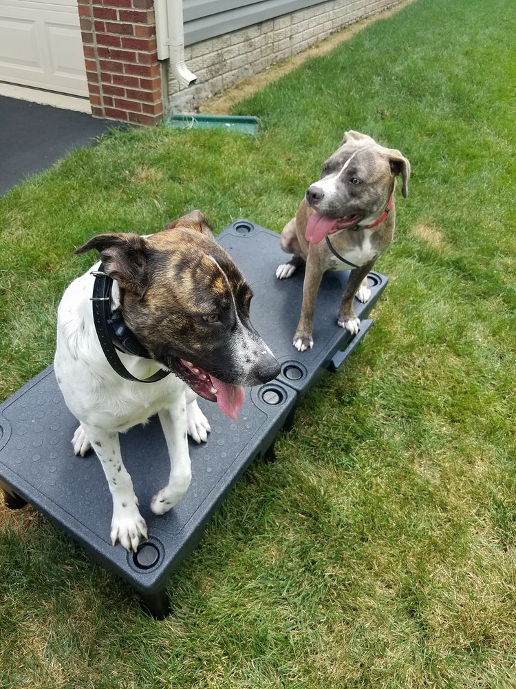 Ruff House Dog Training