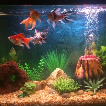 aquarium builders southern california