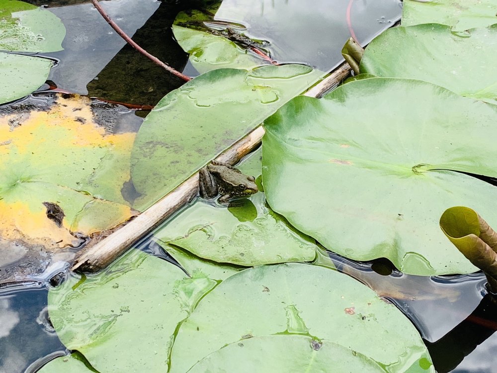 Rouge National Urban Park
