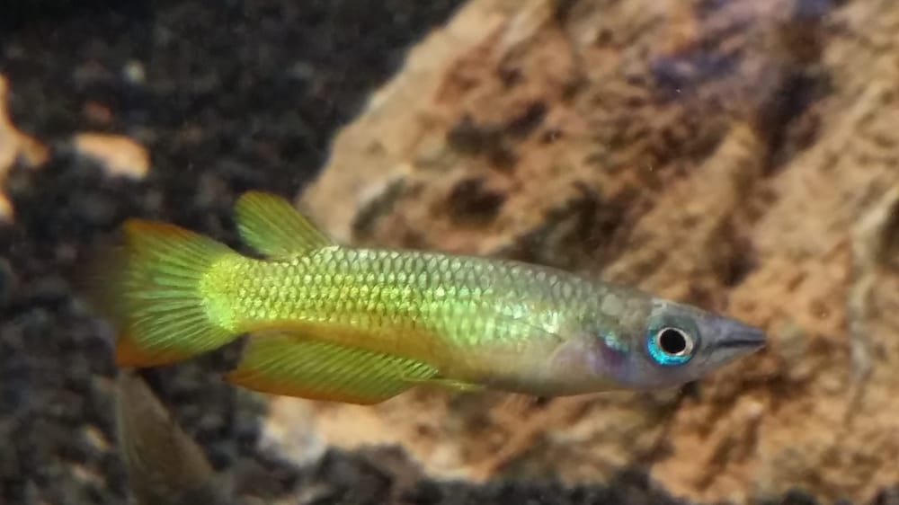 Concord Aquarium 34 Photos & 78 Reviews Local Fish Stores 1776