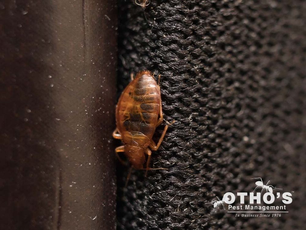 Otho's Pest Management