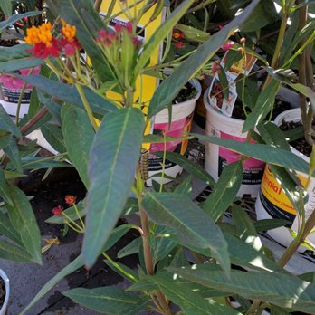 The Home Depot 33 Photos 135 Reviews Nurseries Gardening Photo Of The Home Depot Mission Viejo Ca United States Monarch