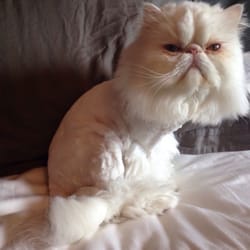 grooming boise elite grooming est 233 tica de mascotas 5111 w emerald st boise id estados unidos grooming boise elite grooming est 233 tica de mascotas 5111 w emerald st boise id estados unidos
