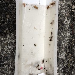 Chatham Hills Apartments 23 Photos 11 Reviews 9 Photo Of Chatham Hills Apartments Springfield Il United States Roaches On A