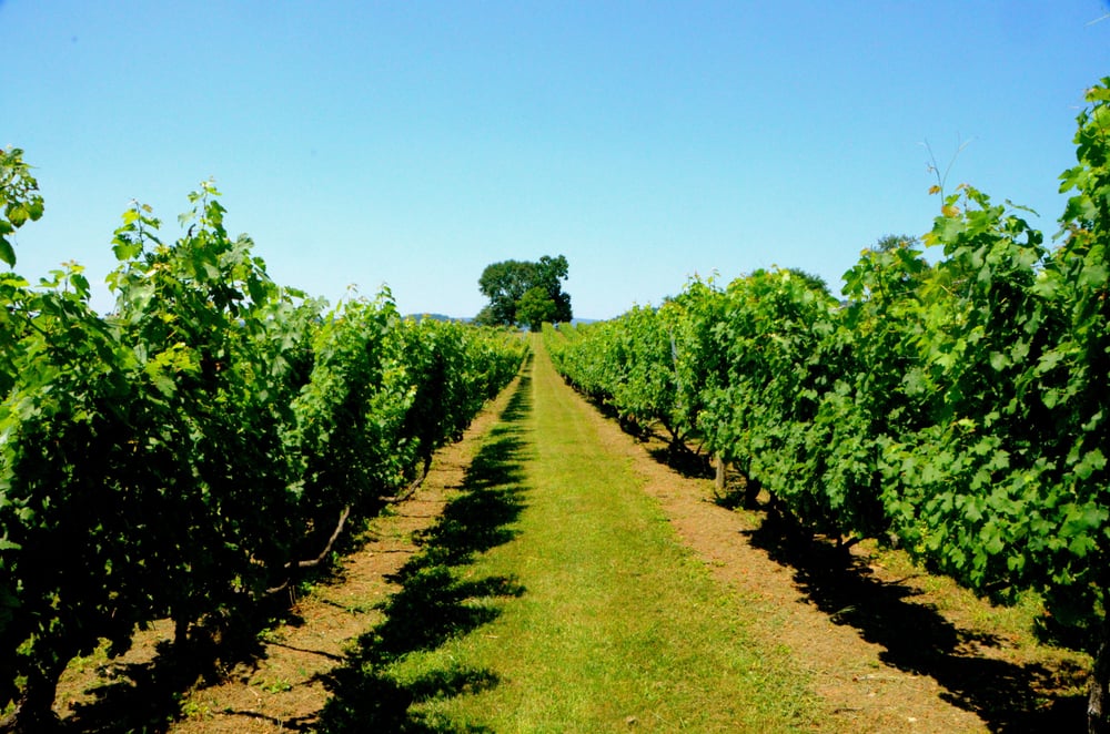 Vino Virginia