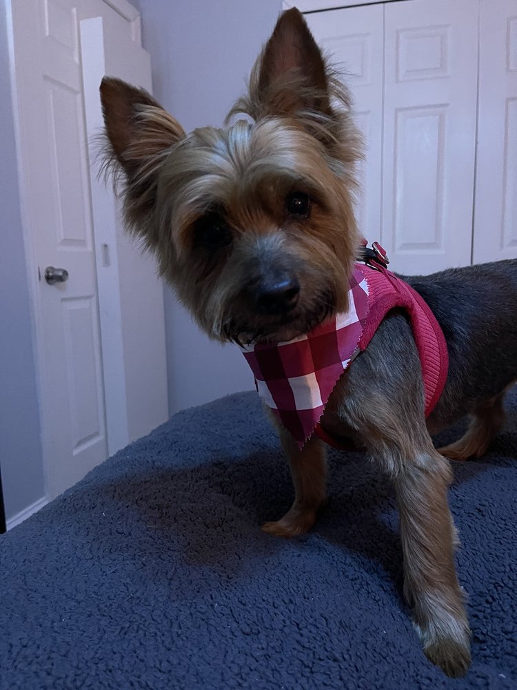 Willow's Groomer Image