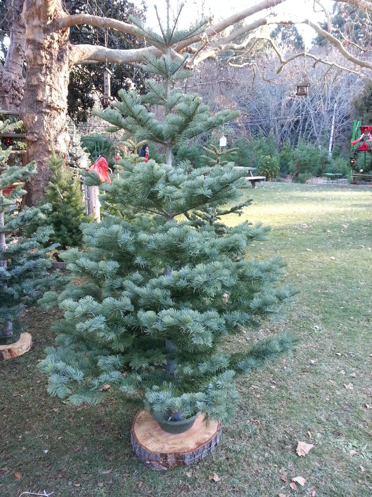 Photos For Patchen California Christmas Tree Farms - Yelp Photo of Patchen California Christmas Tree Farms - Los Gatos, CA, United States - Photos For Patchen California Christmas Tree Farms - Yelp