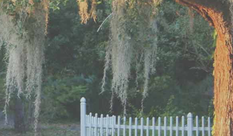 Tree Ninjas Tree Service