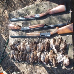 Deep South Quail Hunts - Pet Training - 230 Z C Rushing Rd, Tylertown