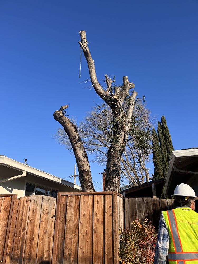 NewVista Tree Service