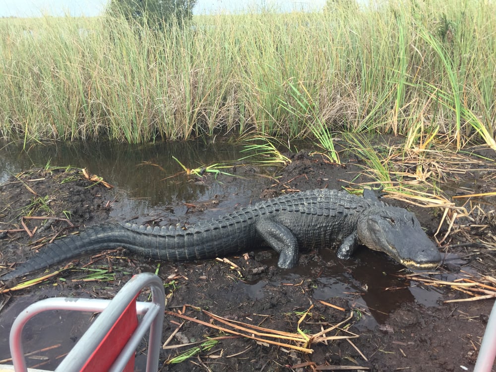 everglades airboat tours near sarasota photos for buffalo tigers fl everglades airboat tours yelp everglades airboat tours near sarasota photos for buffalo tigers fl everglades airboat tours yelp