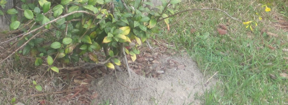 Clegg’s Termite & Pest Control - New Bern