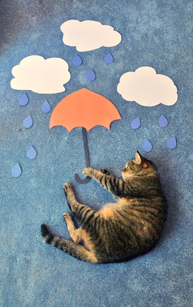 Hairy Pop-ins Pet Sitting