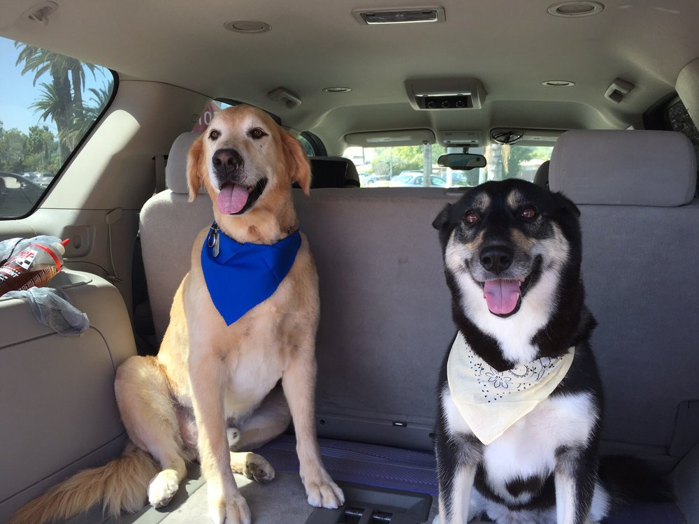 Cold Nose Pet Salon 11 Photos & 30 Reviews Pet Groomers 754 S